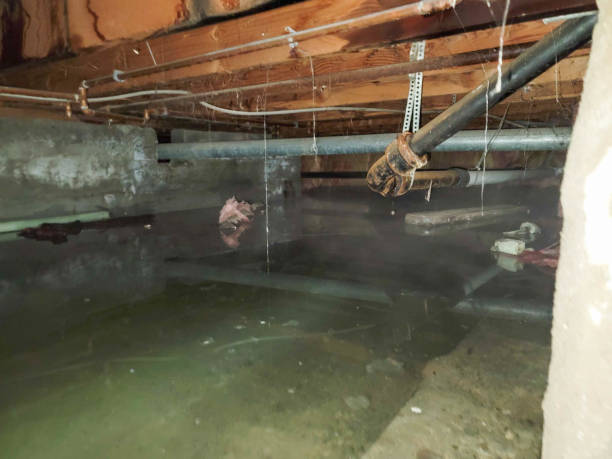 Best Flood damage cleanup  in Wedgefield, FL