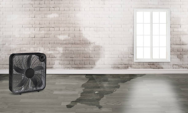 Best Commercial water damage restoration  in Wedgefield, FL