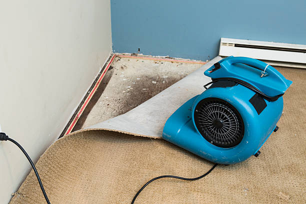 Best Water damage restoration near me  in Wedgefield, FL